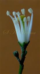  Stamens and Pistil